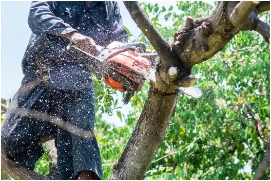 tree services Wellsburg